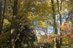IMG-6334